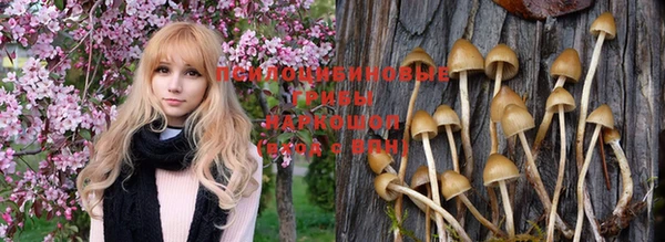 гашик Арсеньев
